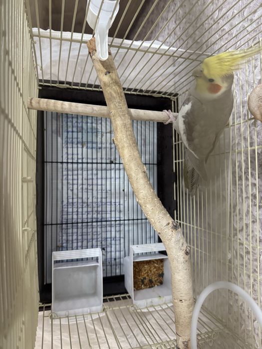 Продам попугая корелла