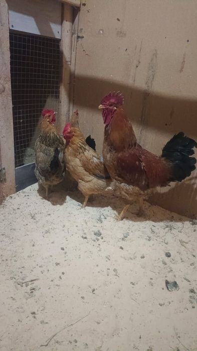 Кучинская юбилейный тауықтар сатылады