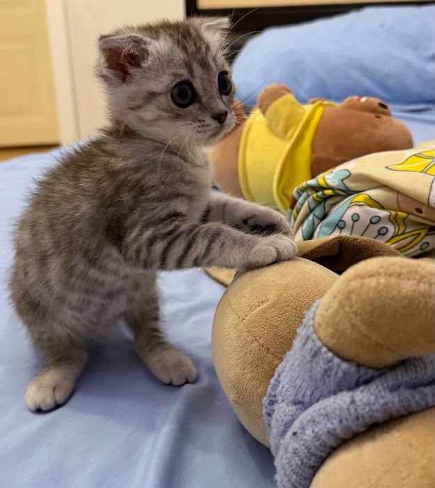 Отдам котенка в добрые руки