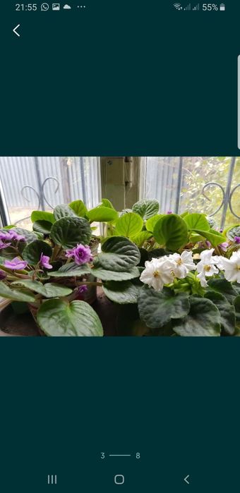 Растения комнатные