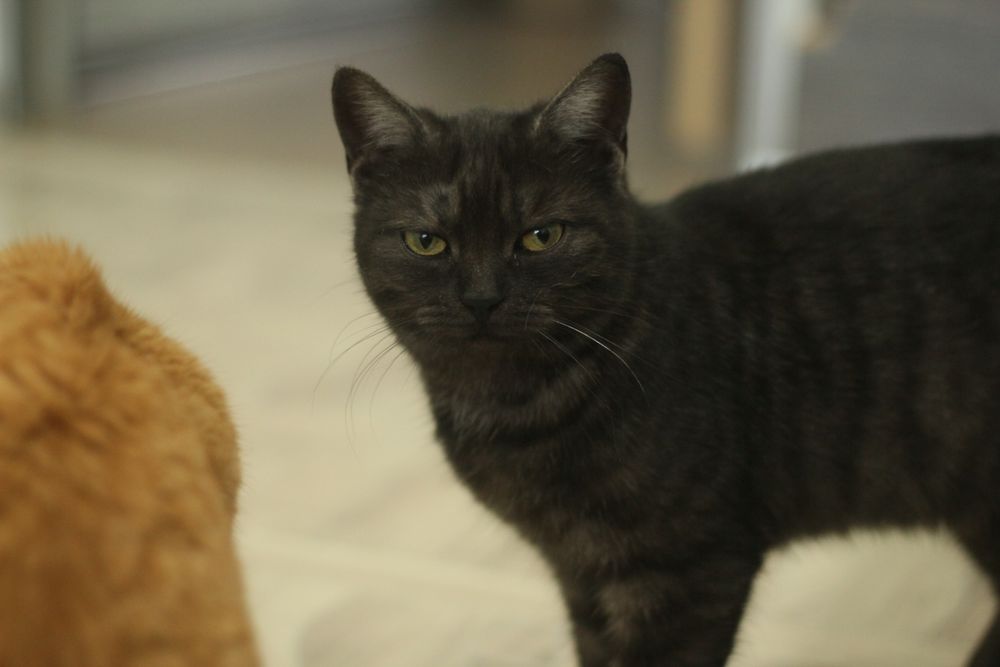 Скотиш страйд в добрые руки девочка