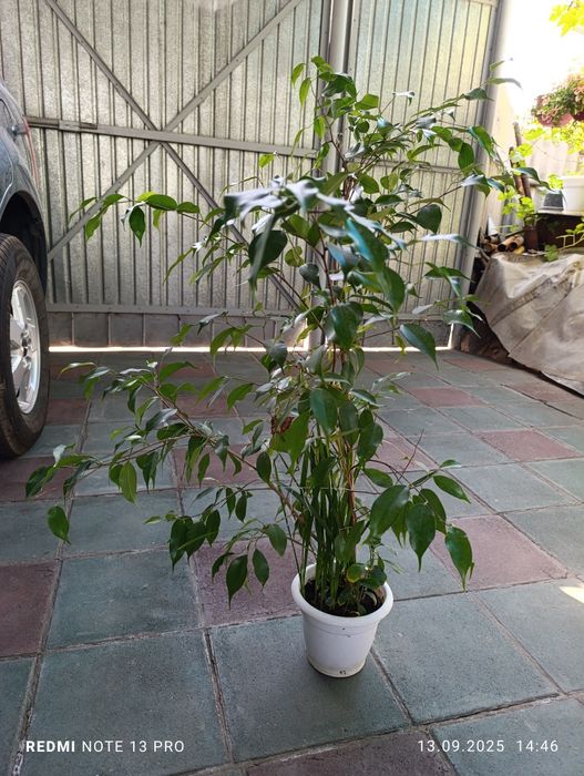 Продам комнатные цветы