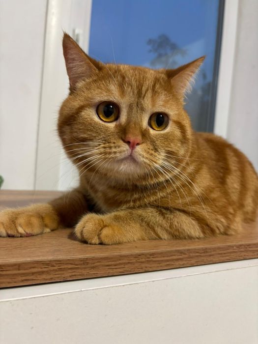 Бронь шотландских котят