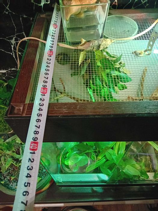 Терарюм за влечуги