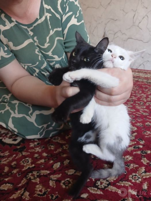 Кошки за 100 сум