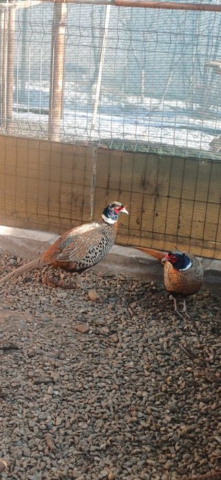 Mascul fazan platină 2025