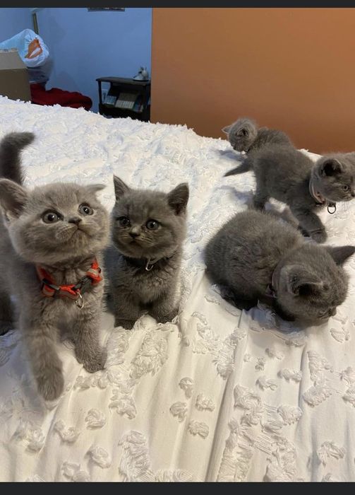 Продам британских котят