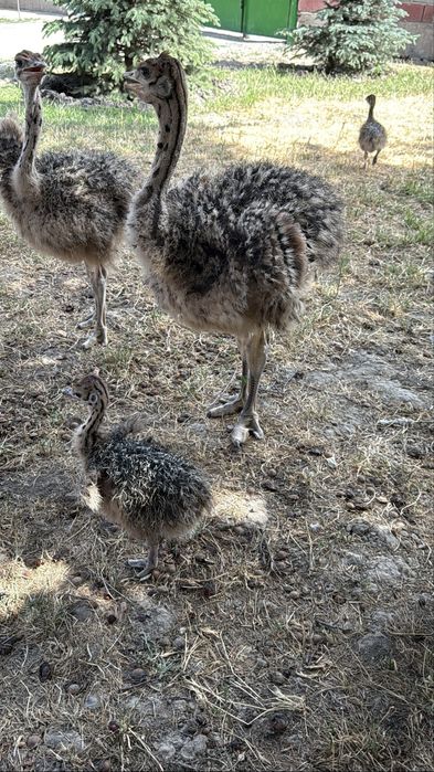 Страус африканский страусята туе кус
