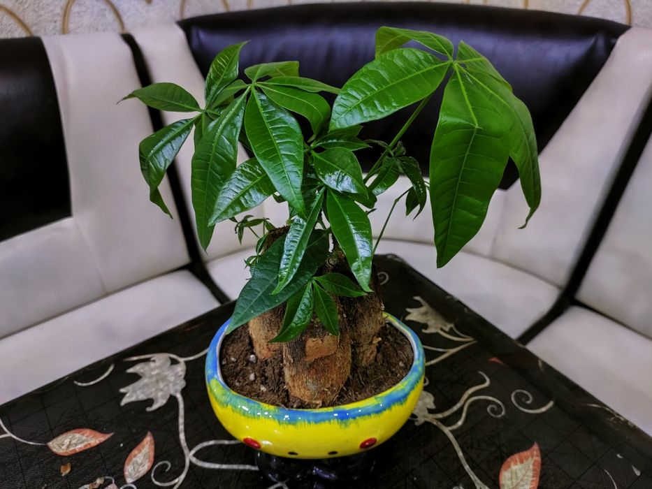 Шикарные растения.  Есть доставка