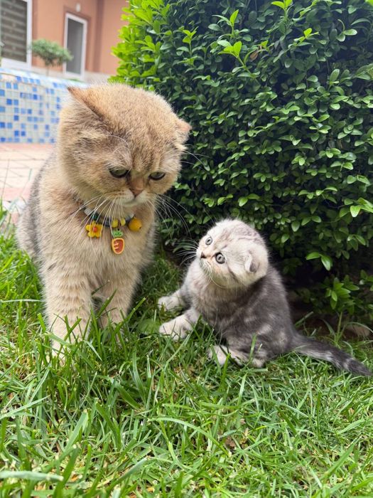 Котята чистокровные, Skotish fold mushukchalari, Шиншила фолд,