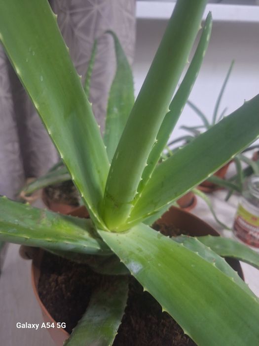 Алое, Алоэ, Алое- столетник