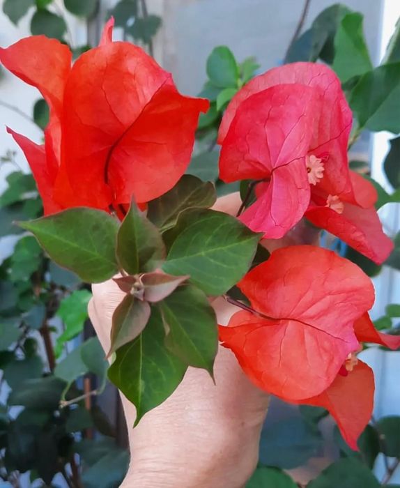 Комнатные растения