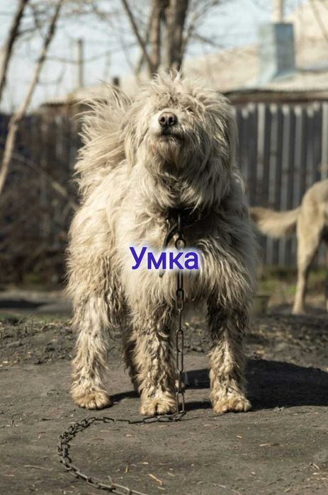 Дарю в добрые и ответственные руки
