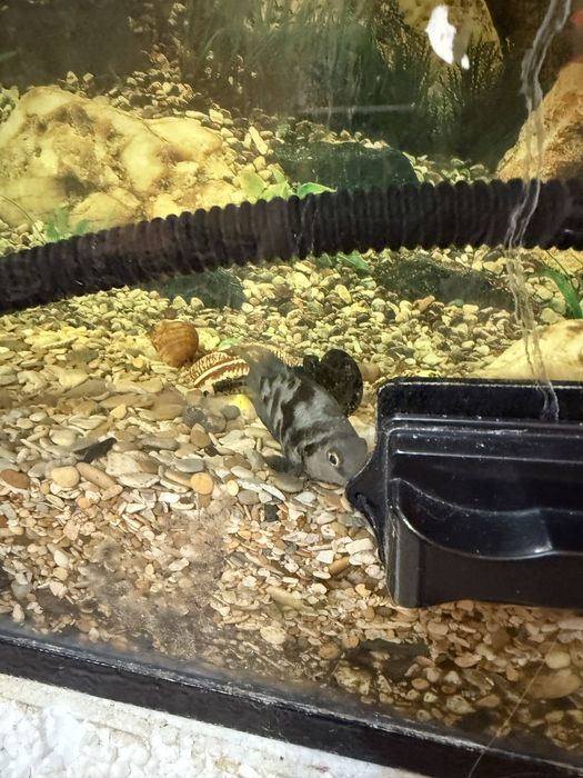 Продам аквариум в комплекте