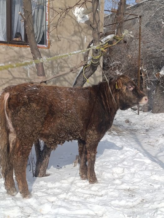 Бычок,бұқа сатылады