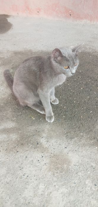 Bu mushuk zoti mashxur