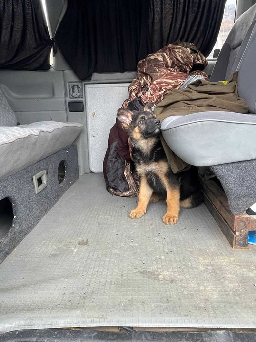 Продам Щенят Немецкой  овчарки