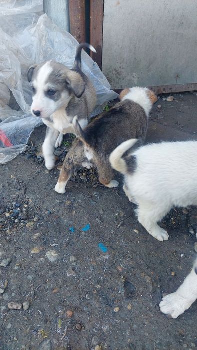 Шенята. Бесплатно.г. Шымкент.