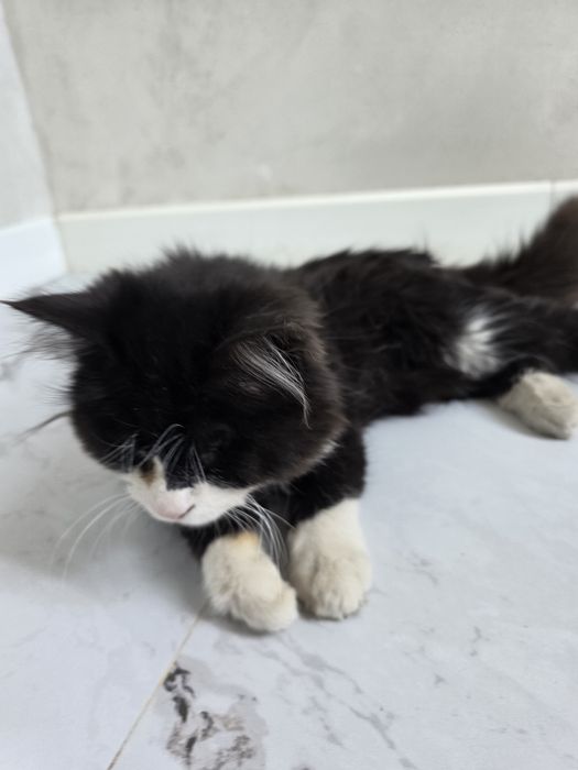 Кошки оба не видят