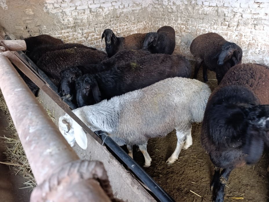 Кучкорла сотилади