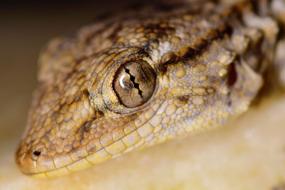 AF Tokina 100mm f/2.8D Macro обектив Никон