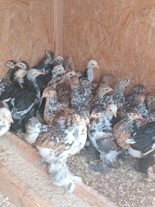 De vânzare ouă și  pui de rasă  brahma