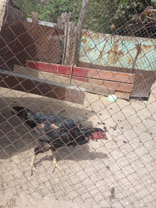 Корец қораз сатылады тауығы мен.