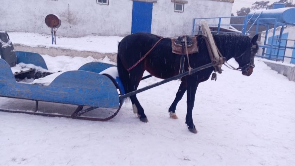 Айгыр жеребец семь лет