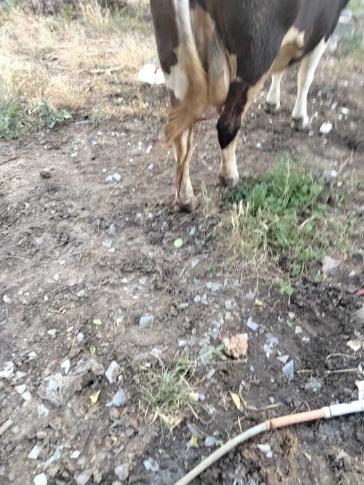 Vaca bălțată 6 ani