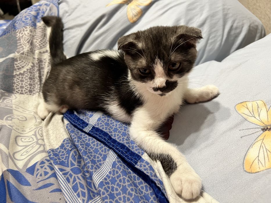 Отдам в добрые руки котенка