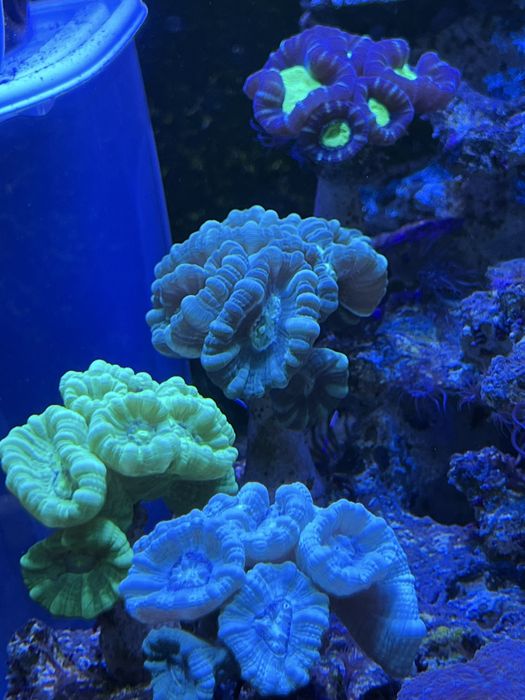 Кораллы. Море. Эуфилии. Монтипоры.