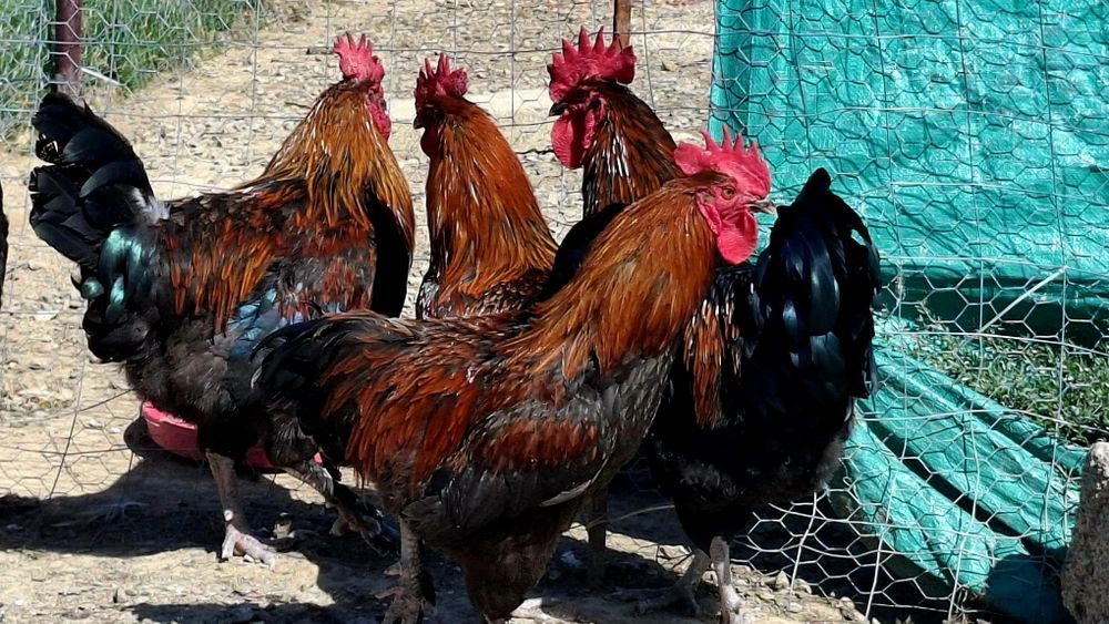 Ouă de incubat Marans negru arămiu super genetică