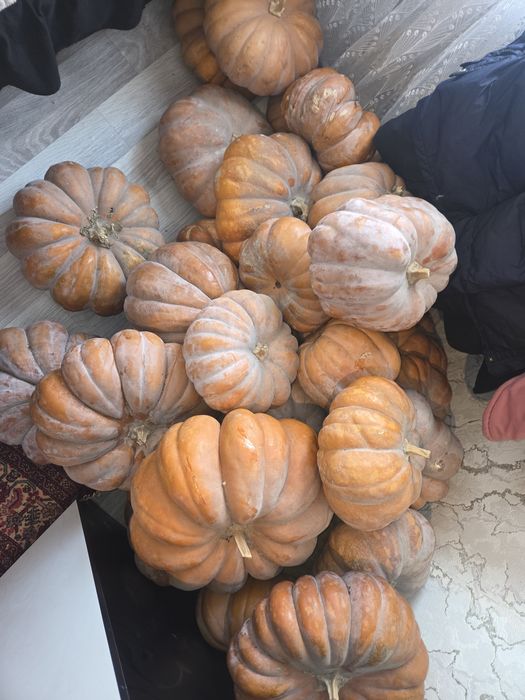 Тыква  очень сочная.
