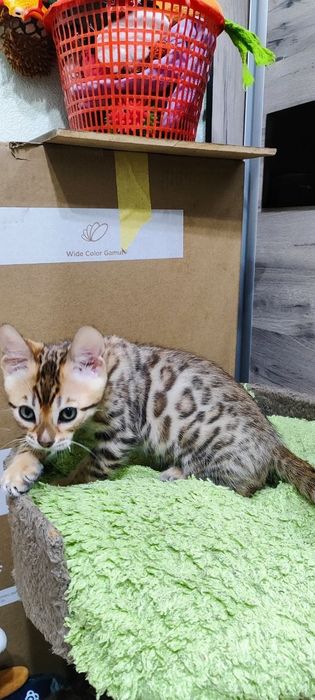 Бенгальские котята