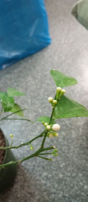 Продам плодоносящий лимон