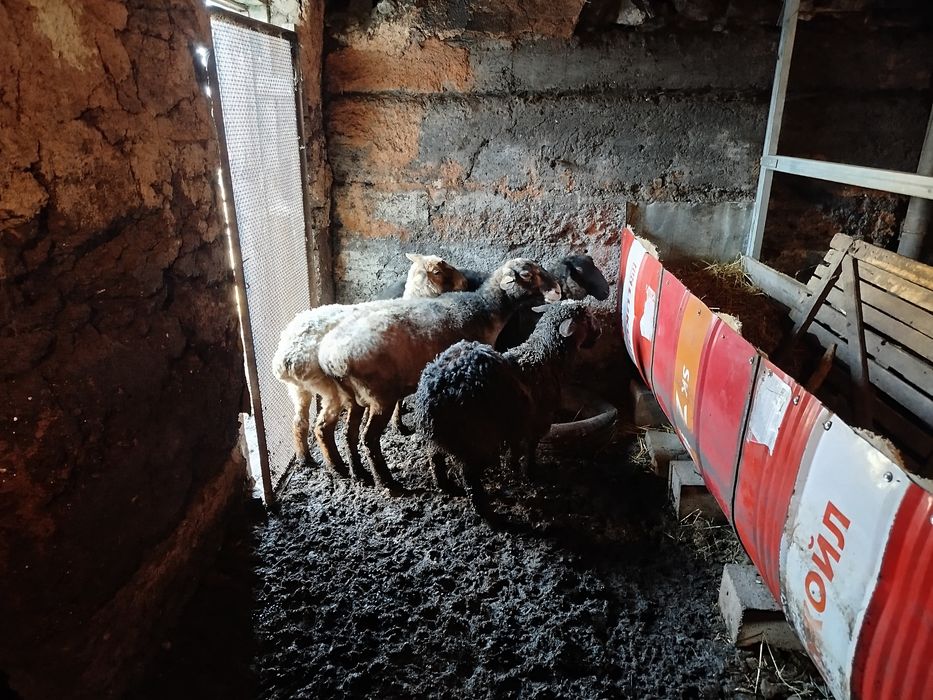 Бараны с откорма