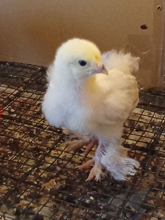 Pui de gaina brahma herminat deschis