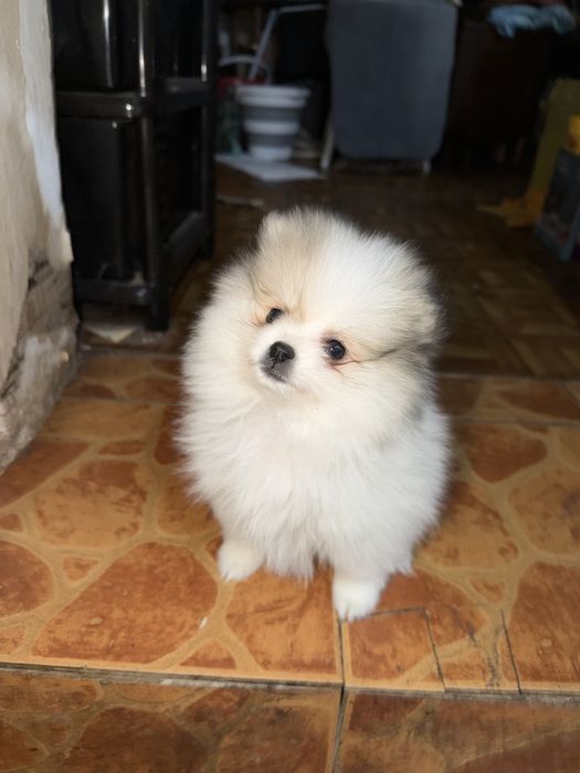 Продам щенков Шпица