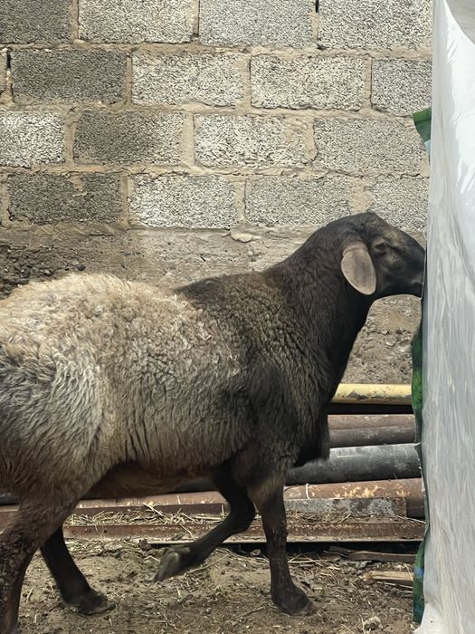 qochqorlar sotiladi srochno