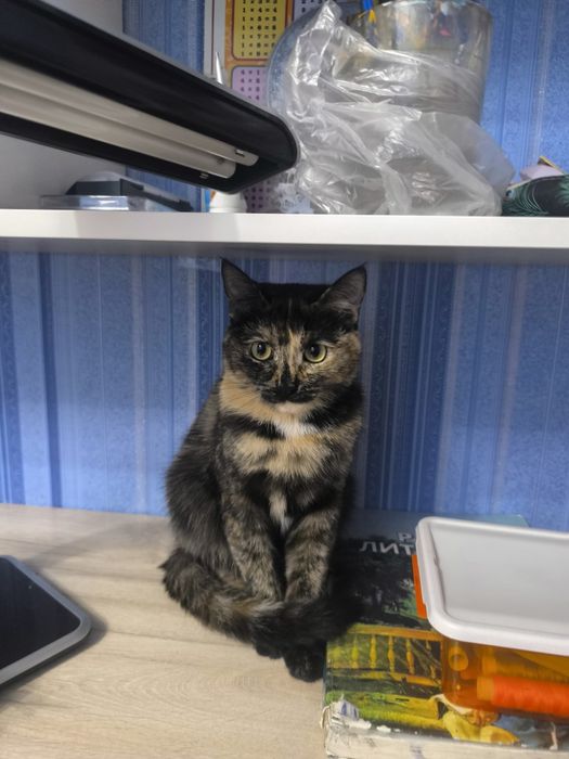 Отдам котенка в хорошие руки