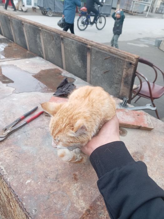 Mishiq zotttor britanski