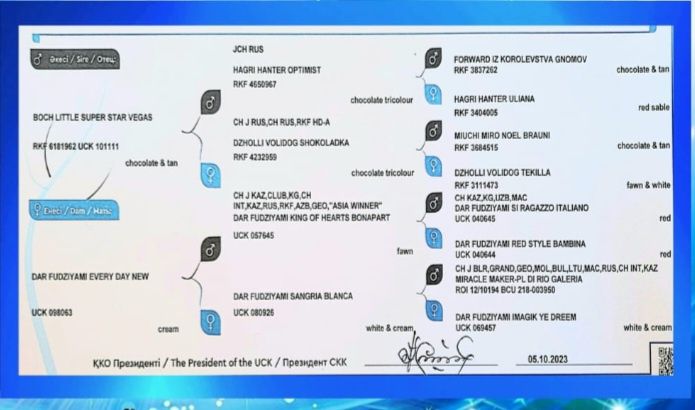 Кобели для вязки (чихуахуа)