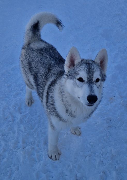 Красавица малышка от Чемпионов!