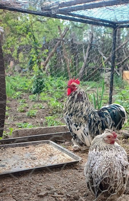 Vând Cocoș și găină