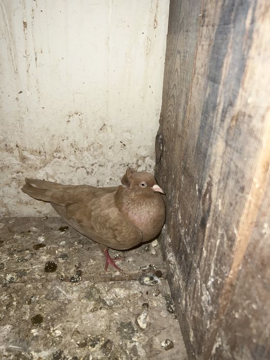 Голубка жёлтая