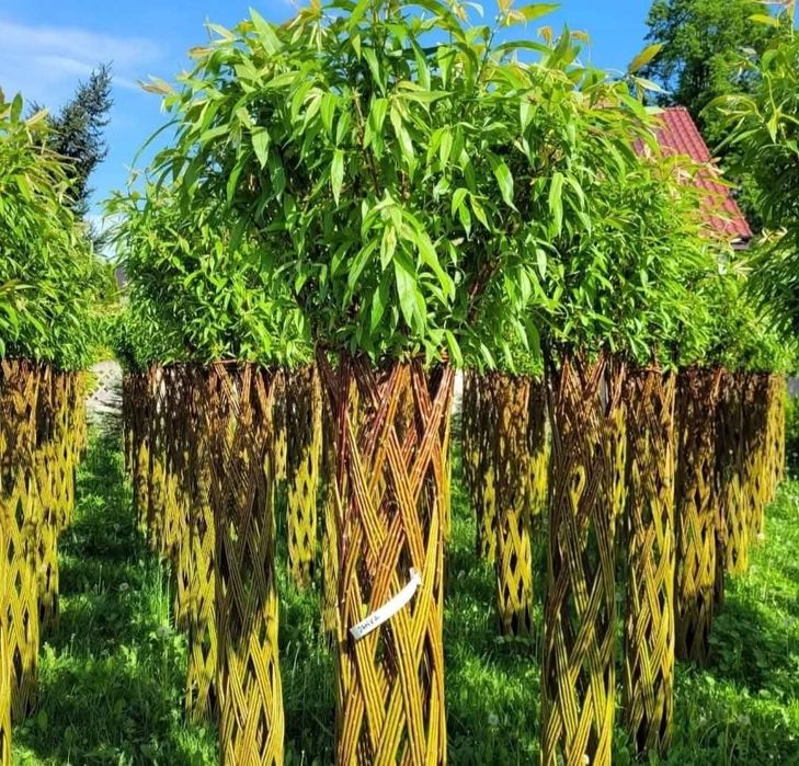 Salix America 180 cm de la ghiveci de in sus