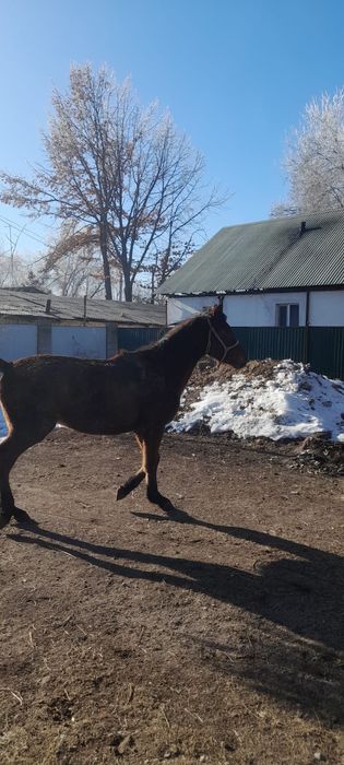 Ұзынағаш жаңақұрлыс