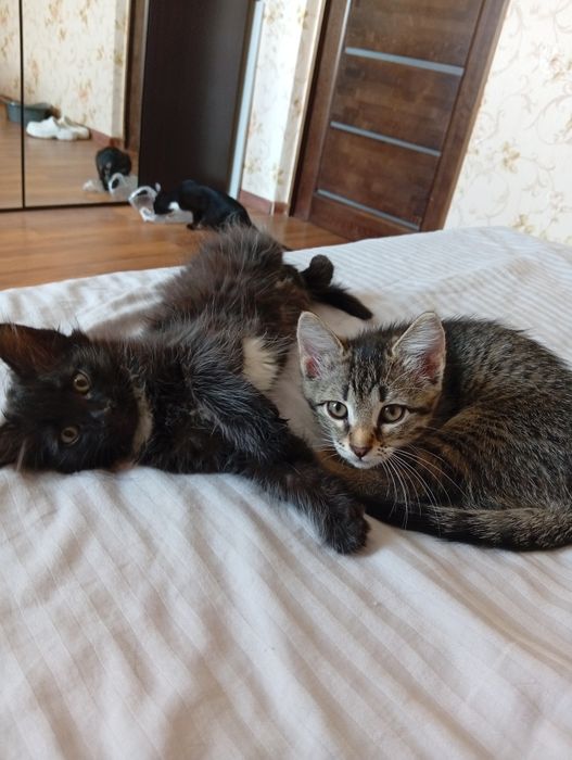 Отдам котенка в надёжные руки