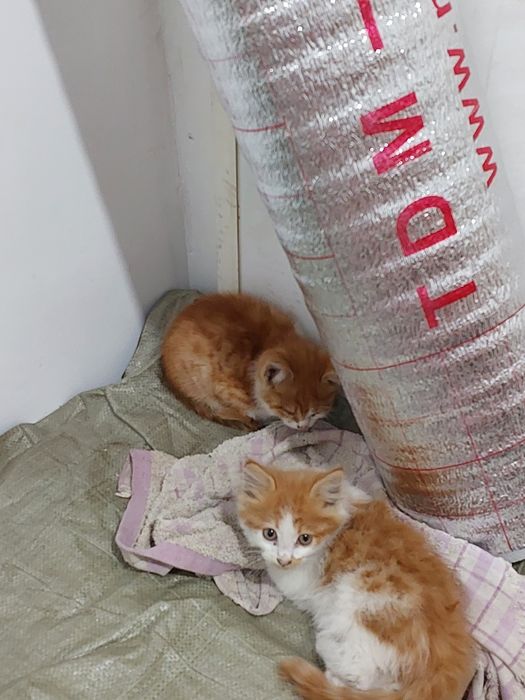 Отдам котят в добрые руки