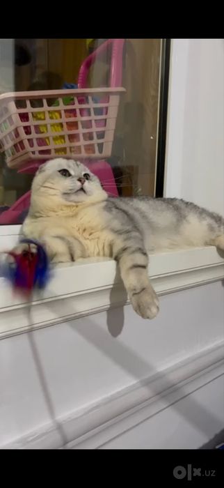 Очаровательная девочка Скотиш Фолд